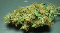 Drugs marijuana bud