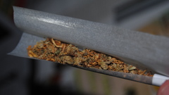 Drugs marijuana cigars