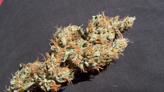 Drugs marijuana dark background