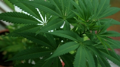 Drugs marijuana Plants