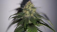 Drugs marijuana Plants