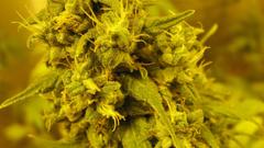 Drugs marijuana Plants