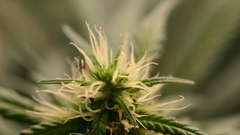 Drugs marijuana Plants