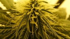 Drugs marijuana Plants