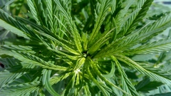 Drugs marijuana Plants