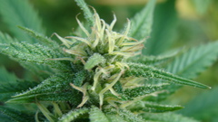 Drugs marijuana Plants