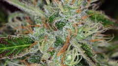 Drugs marijuana Plants