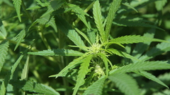 Drugs marijuana Plants