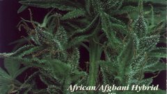 Drugs marijuana Plants flower