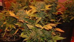 Drugs marijuana Plants hemp