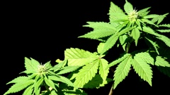 Drugs marijuana Plants pot