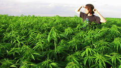 Drugs marijuana Plants pot