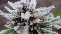 Drugs marijuana Plants White