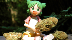 Drugs marijuana Yotsuba