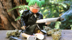 Drugs marijuana Yotsuba yotsubato