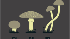 Drugs mushrooms