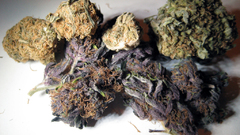 Drugs purple marijuana pot