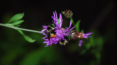 Dsc and Another high