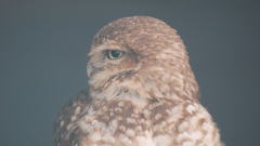 Dsc Another owl high