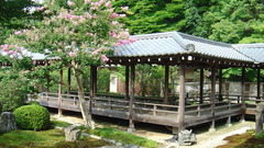 Dsc dumping vacation high