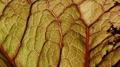 Dsc few Textures too