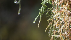 Dsc hoh Rainforest Taken