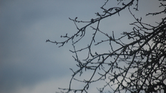 Dsc More branches have