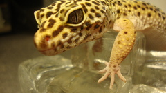 Dsc More gecko just