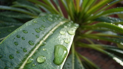 Dsc original content over