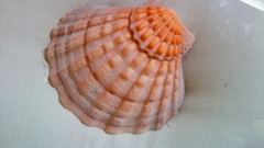 Dsc something like This