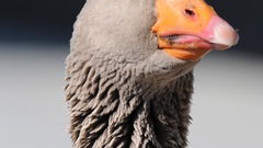 Dsc years Cameras too