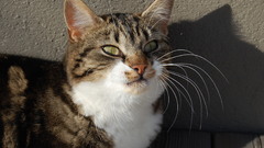 Dsc Your kittehs post