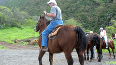 Dscn horsesin Return origional