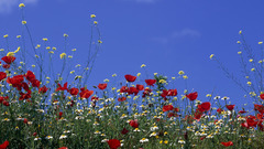 Dual screen nature Flowers