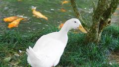 Duck and koi bird