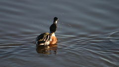 Duck Animals high bird