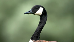 Duck black head Birds