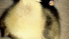 Duckling baby birds