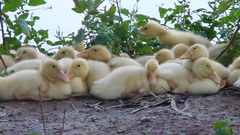 Duckling baby birds Birds