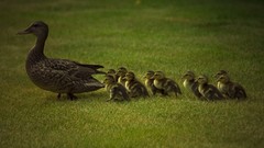 Duckling mallard baby birds