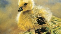 Duckling national geographic baby birds