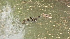 Ducks