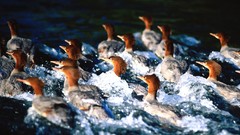 Ducks Alaska Russians