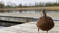 Ducks Bridges sweden Birds