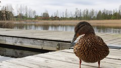 Ducks close-up Birds sweden