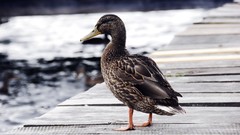 Ducks deviantart depth of