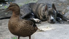 Ducks Dogs