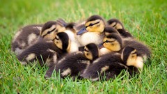 Ducks duckling baby birds