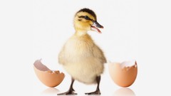 Ducks eggs duckling baby birds