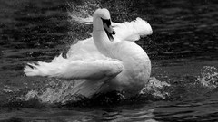 Ducks grayscale Animals